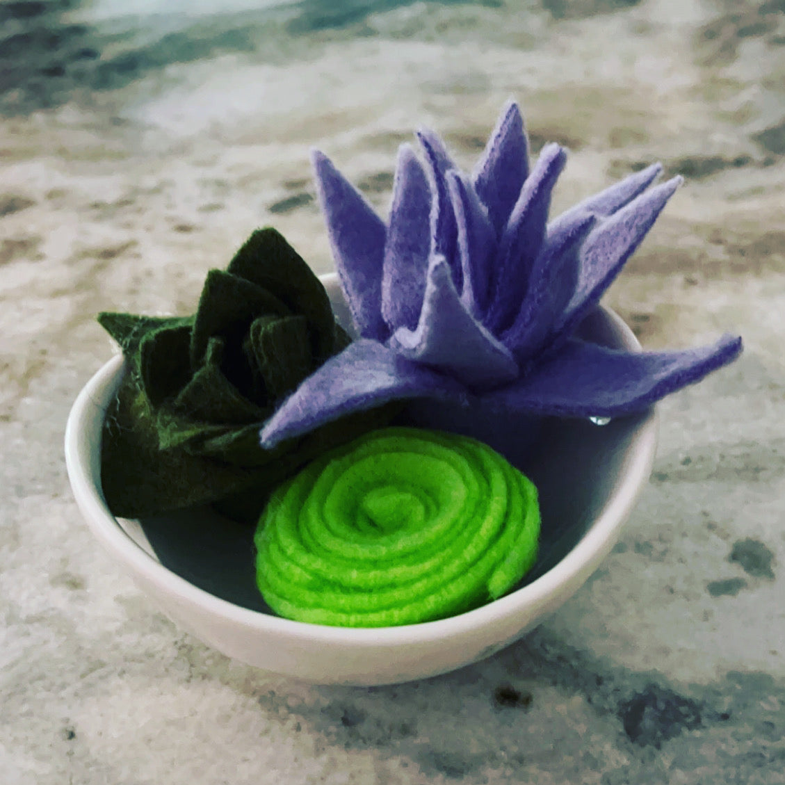 Succulent Dish