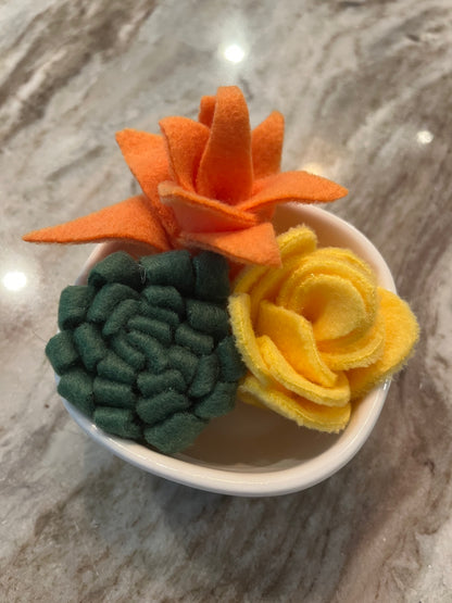 Succulent Dish