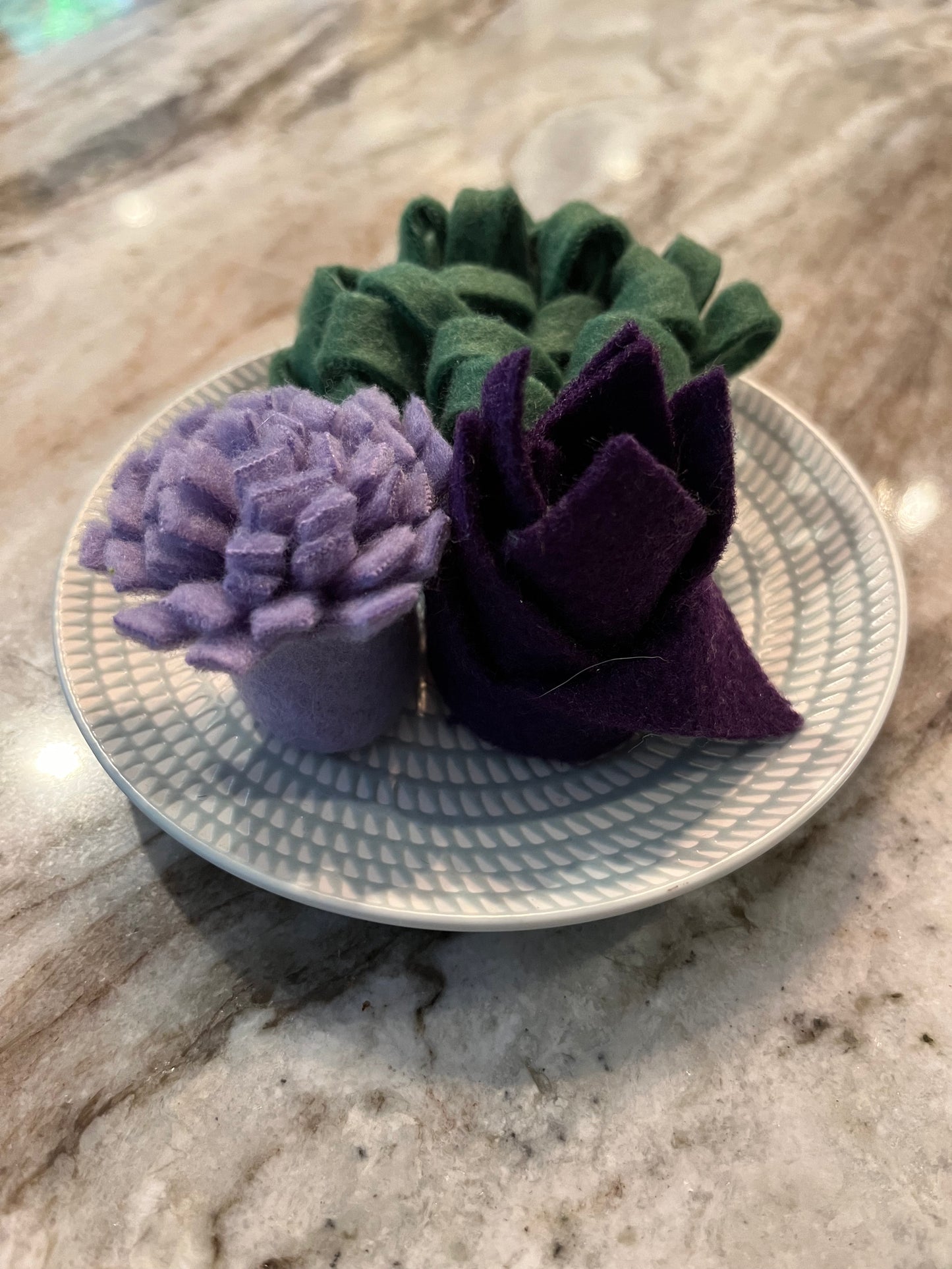 Succulent Dish