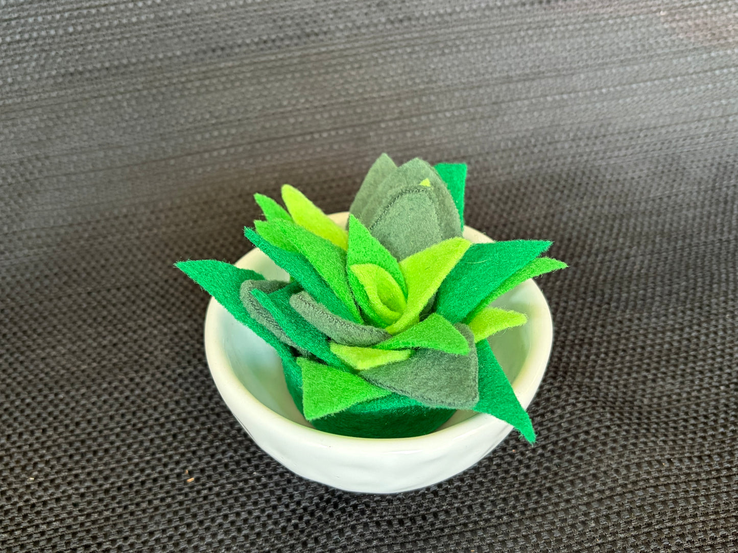 Succulent Dish