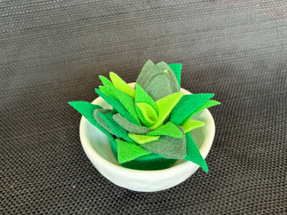 Succulent Dish