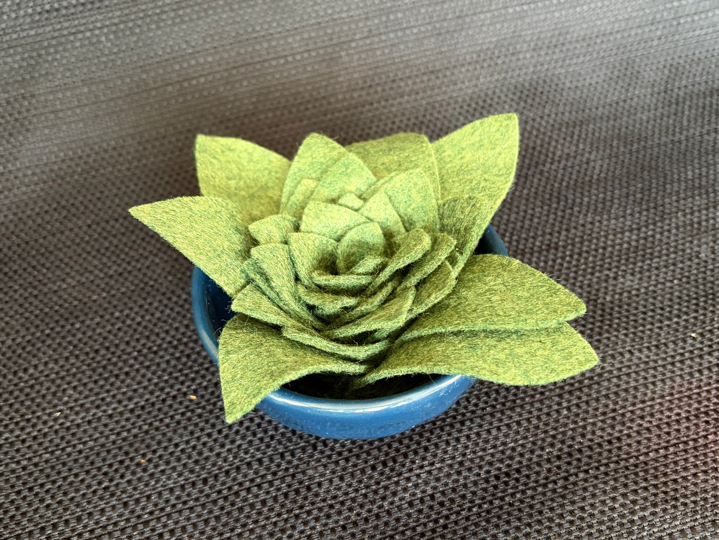 Succulent Dish