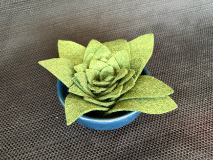 Succulent Dish